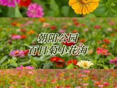 -朝阳公园