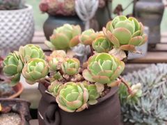 -秦美花卉(天朗·莱茵小城2期店)