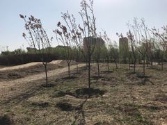 -兴安湖生态运动公园