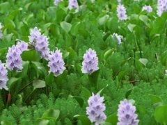 -白鹭湾湿地公园