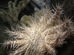 -悉尼海洋生物水族馆