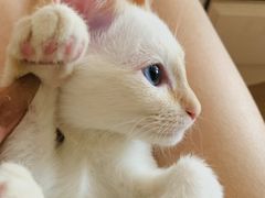 -纳吉亚猫专科动物医院·北北分院