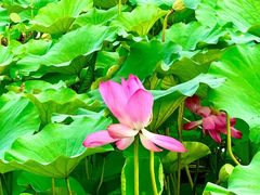 -莲花池公园