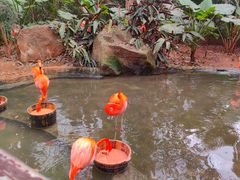 -海南热带野生动植物园