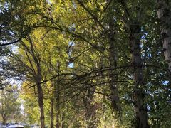 -金塔沙漠胡杨林景区