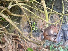 -海南热带野生动植物园