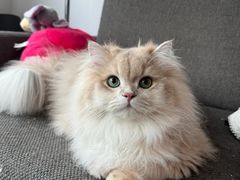 -lincat·猫舍(广州店)