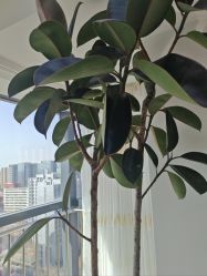 -HEYAN荷妍专业脱毛连锁机构