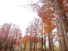 -四海公园(南山区)