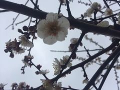 -香雪海
