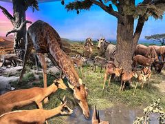 -国家自然博物馆