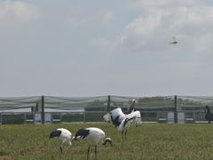 -盐城丹顶鹤湿地生态旅游区