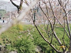 -羊山湖公园
