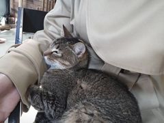 -豆逗聊愈猫阁Easy Life