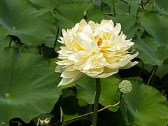 -南戴河国际娱乐中心