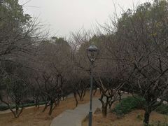 -金鸡山公园