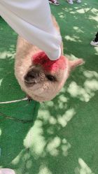 -萌宠亲子动物乐园(槐房万达店)