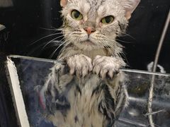 -宠颐生宠物医院·心肾内科·猫专科诊疗中心宠巢店