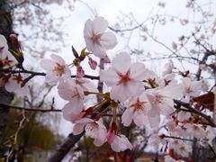 -天王浮山樱花园