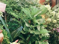 -静岸花卉园艺(三星坊店)