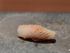 -一阳寿司(麦子街店)