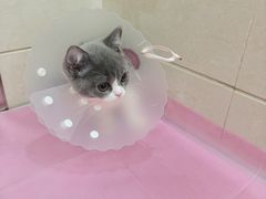 -北京观赏动物医院·24小时大型综合·猫专科·异宠专科