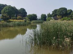 -金沙湖公园