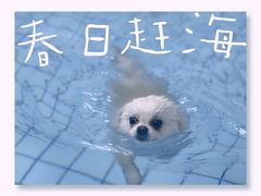 -柚子宠物(伊珊娜调理店)