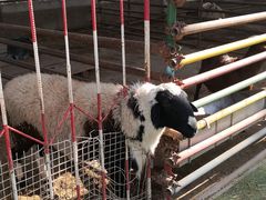 -南宫五洲植物乐园