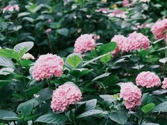 -上海共青森林公园