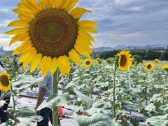 -光明小镇欢乐田园