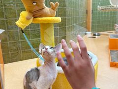 -帕帕拉兹宠物(亚洲旗舰店)