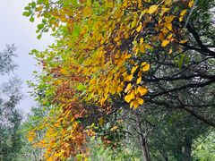 -北京十三陵国家森林公园蟒山景区