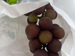 -马陆小张葡萄园农家乐