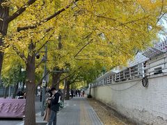 -三里屯东五街银杏大道