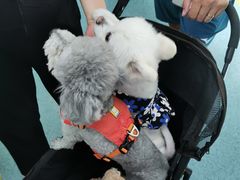 -北京赛佳动物医院