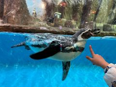 -帝企鹅自助餐厅•儿童岛•真企鹅(长隆企鹅酒店)