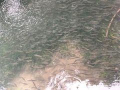 -西湖外事游船(花港观鱼码头)