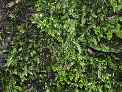 -牛背梁国家森林公园