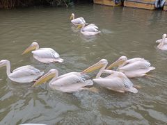 -广州长隆飞鸟乐园
