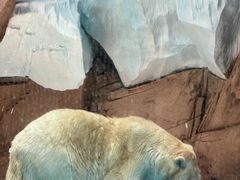 -海合安武汉极地海洋公园