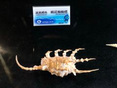-贝壳梦幻世界