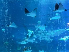 -烟台海昌鲸鲨海洋公园