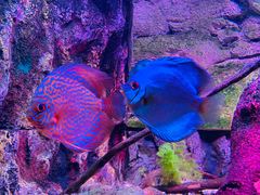 -上海海洋水族馆