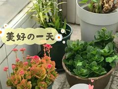-希衣日语