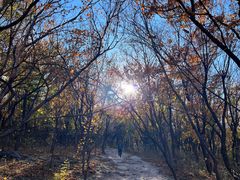 -北京西山国家森林公园