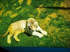 -北京野生动物园