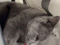 -纳吉亚猫专科动物诊疗中心(蒋宅口分院)