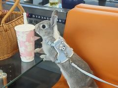 -爱侣宠医·鹦鹉专科·小型哺乳类·异宠专科(灵石路店)