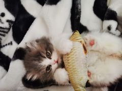 -欣宠猫屋·矮脚拿破仑·蓝金金渐层